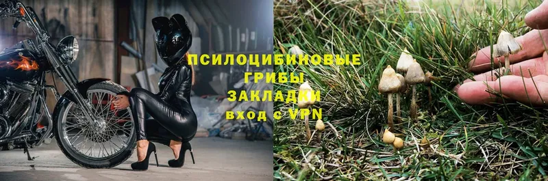 Псилоцибиновые грибы мицелий  Волхов 